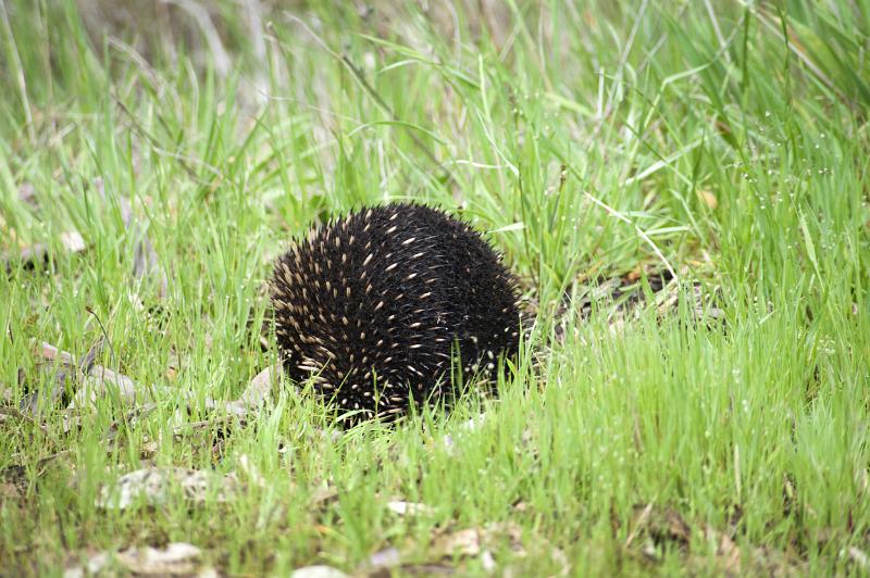 Free Stock Photo: Hedgehog rolled into a ball with its erectile spines raised to present a pickly spiny surface for protection