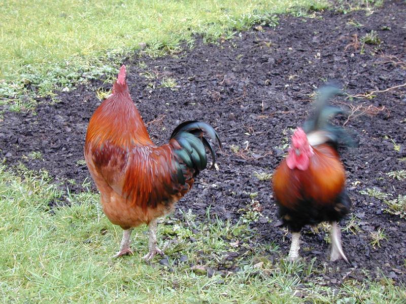 Download image of roosters Free Stock Photo: a pair of chickens on a farm