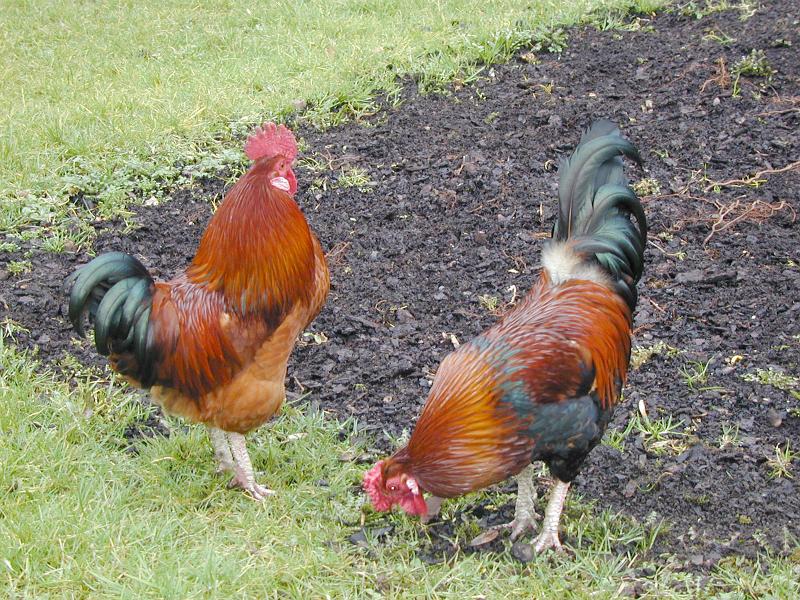 Download image of roosters Free Stock Photo: a pair of chickens (roosters) on a farm
