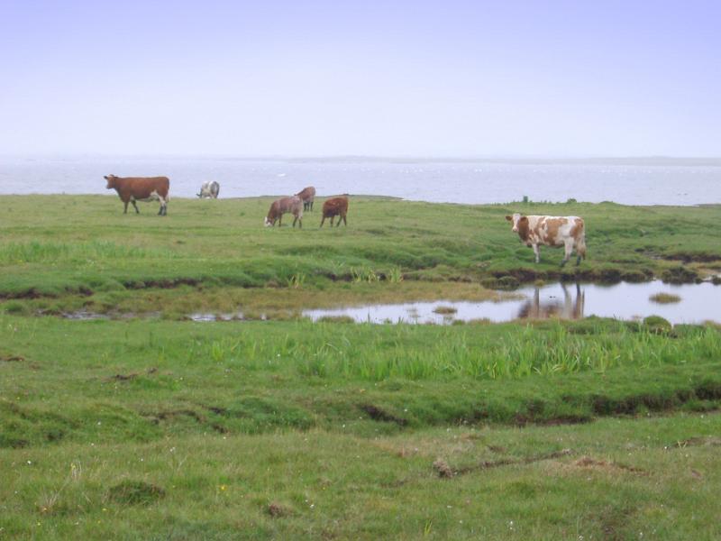 Free Stock Photo: a herd of cattle grazing on a coastal pasture