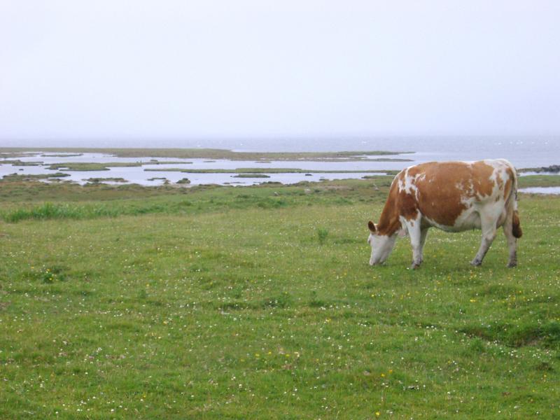 Free Stock Photo: a cow grazing on a coastal pasture