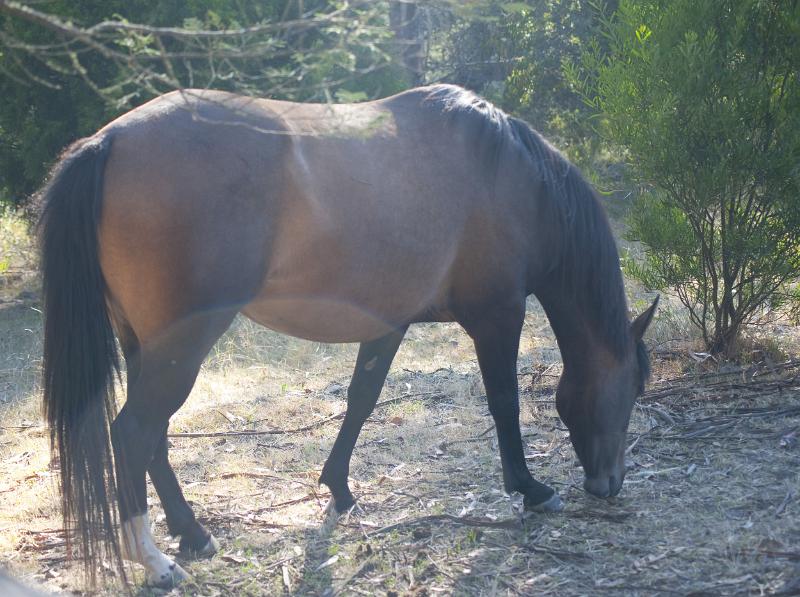 Free Stock Photo: Horse grazing in woodland sideways to the camera with head down
