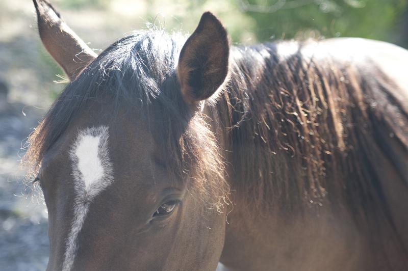 Free Stock Photo: Closeup of a horse's head with pricked ears and focus to the eye outdoors in sunlight