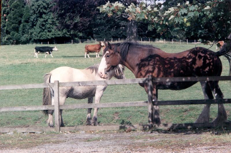 Free Stock Photo: horses and cows in a field