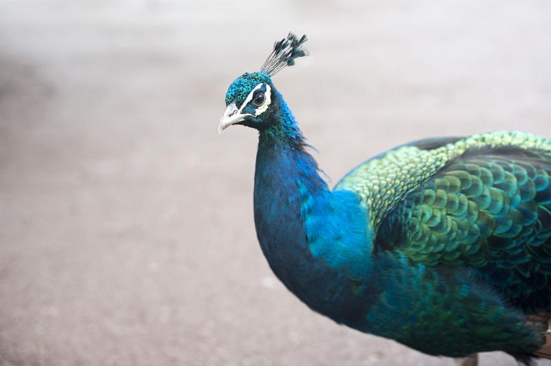Free Stock Photo: An iridescent blue peacock with focus to the eye and crest and plenty of copyspace