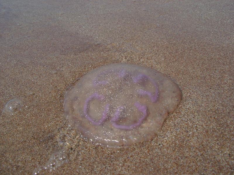 Free Stock Photo: a jellyfish stranded on a sandy beach