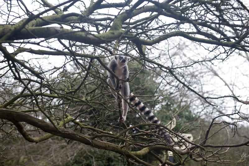 Free Stock Photo: Ring tailed lemur in the branches of a tree with his tail out sideways clearly showing the distinctive black and white barring or stripes