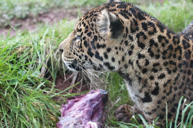 Free Stock Photo: Head in profile of a watchful leopard guarding a carcass crouched in long green grass