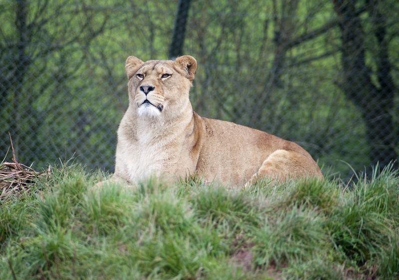 Free Stock Photo: African lioness, Panthera leo, lying resting on a grassy bank in captivity