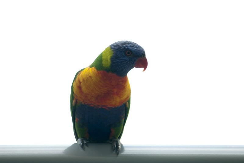 Free Stock Photo: Colourful rainbow lorikeet perched on a bar facing the camera in captivity, isolated on white