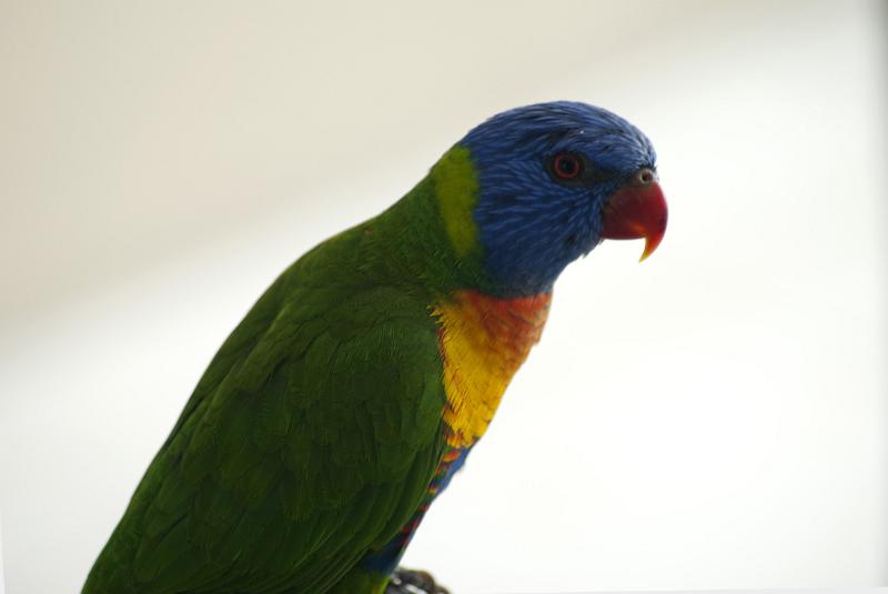 Free Stock Photo: Brightly coloured rainbow lorikeet parrot sitting sideways in profile against a white background