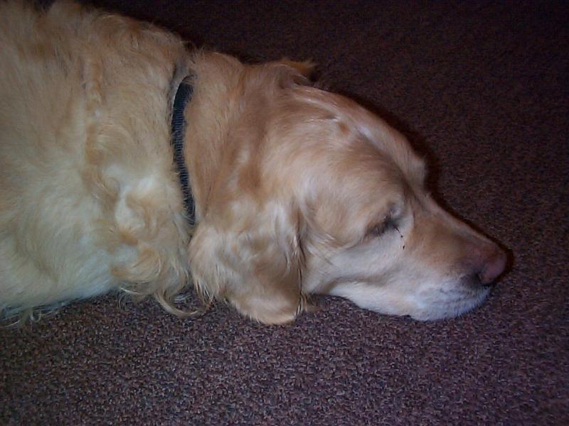 Free Stock Photo: a golden retriever fast asleep on a rug