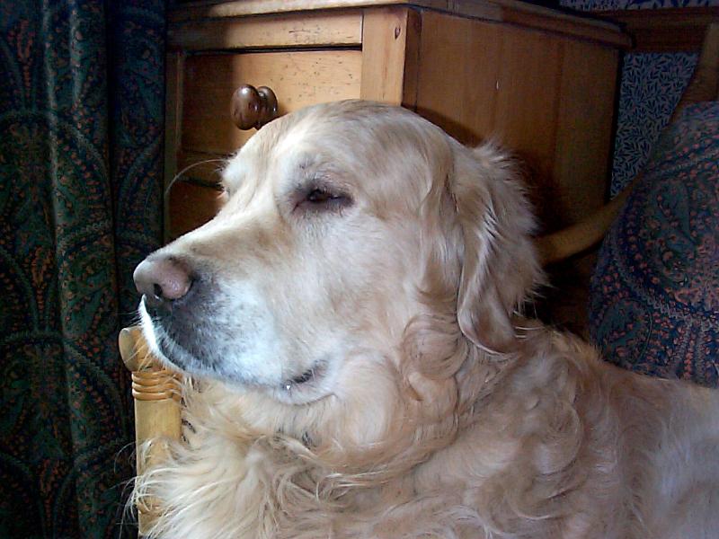 Free Stock Photo: a golden retriever pedigree dog