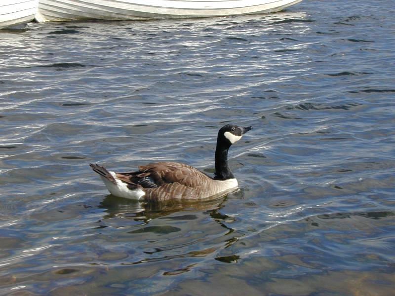 Free Stock Photo: swimming on a river - a single canada goose with distinctive black neck and white marking