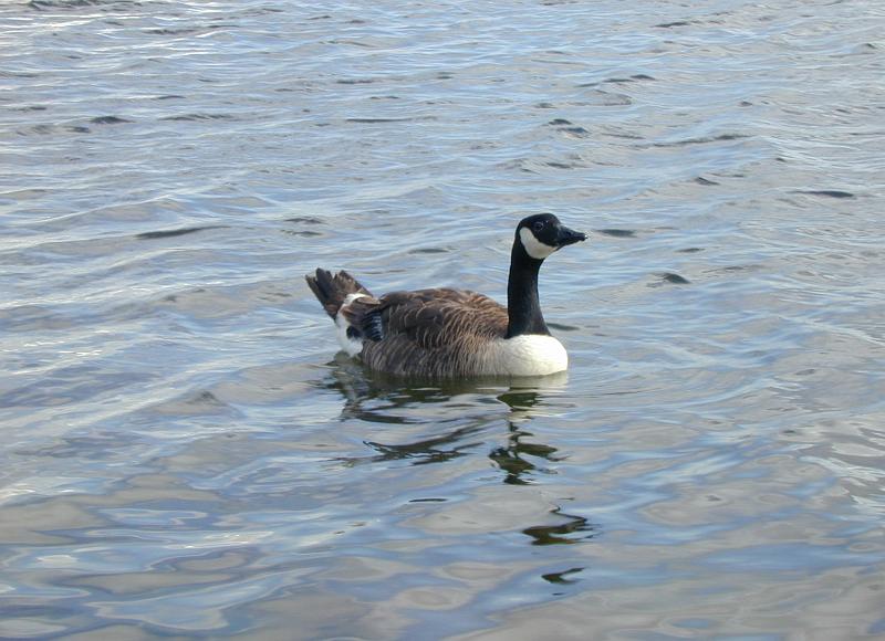 Free Stock Photo: a canada goose on the water