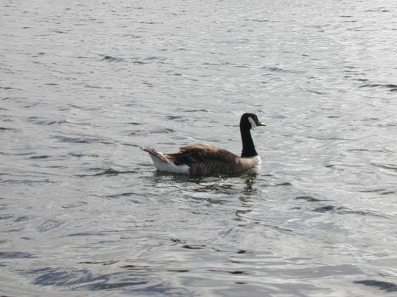 Free Stock Photo: on the water, a swimming duck or goose