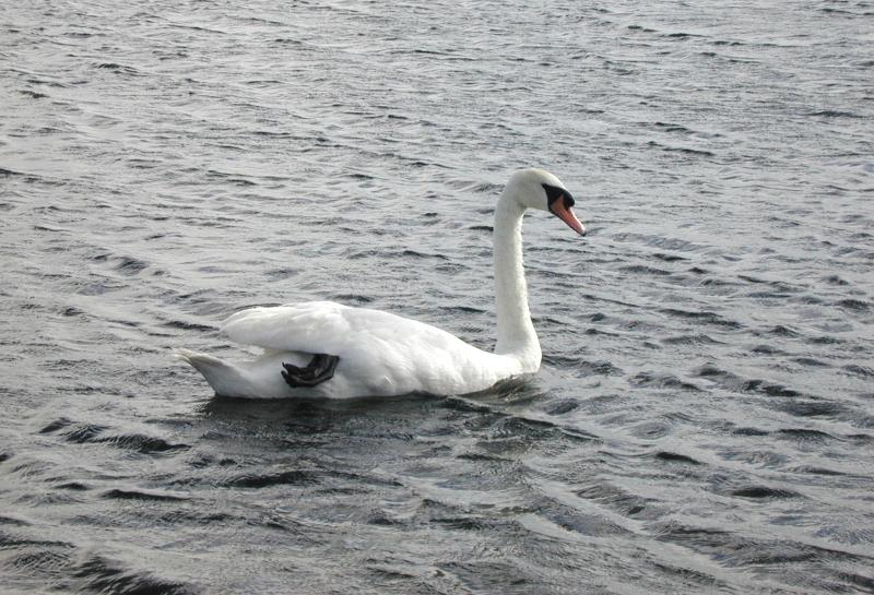 Free Stock Photo: a sole Mute Swan swimming across a lake