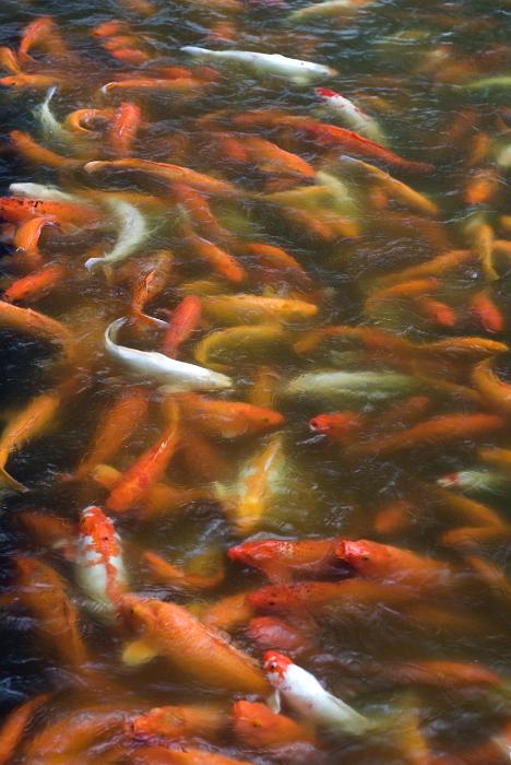 Free Stock Photo: A pond full of various orange and white varieties of koi carp