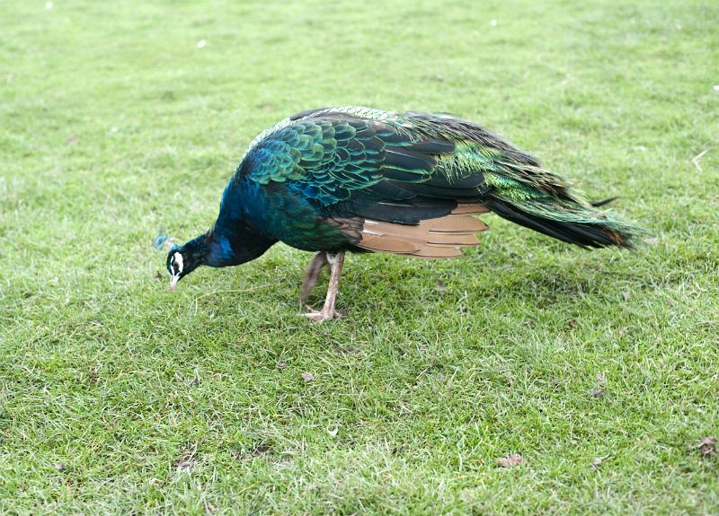 Free Stock Photo: Colourful male blue and green peacock foraging for food on green grass with his tail folded down