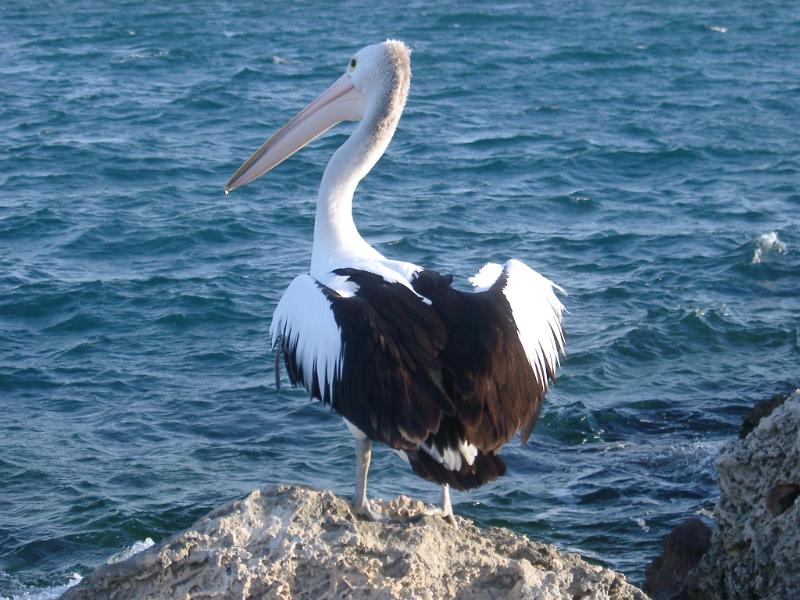 Free Stock Photo: an australia pelican standing on a rock