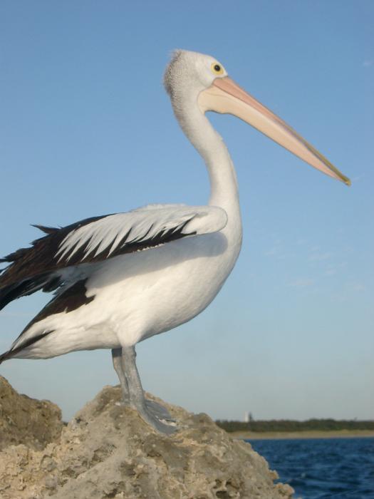 Free Stock Photo: profile view of a large australian pelican