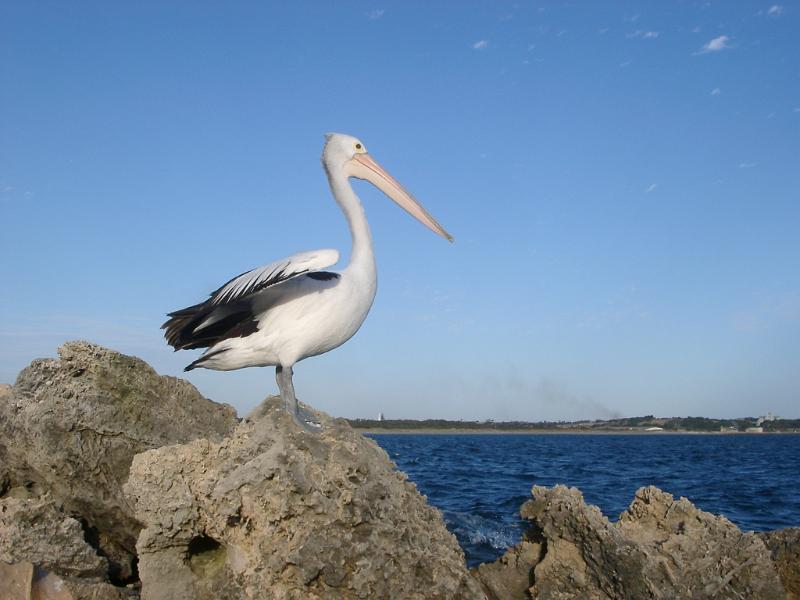 Free Stock Photo: profile view of a large australian pelican standing on a rock