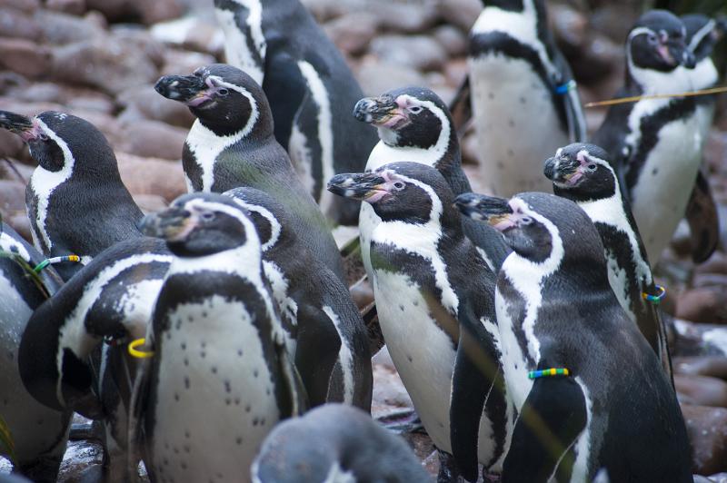 Free Stock Photo: Closeup of a group of inquisitive penguins all standing looking to the side in the same direction
