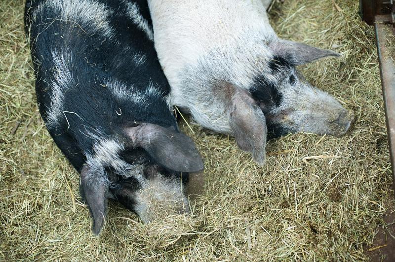 Free Stock Photo: High angle view of two large domestic pigs on straw in a pen at a farm