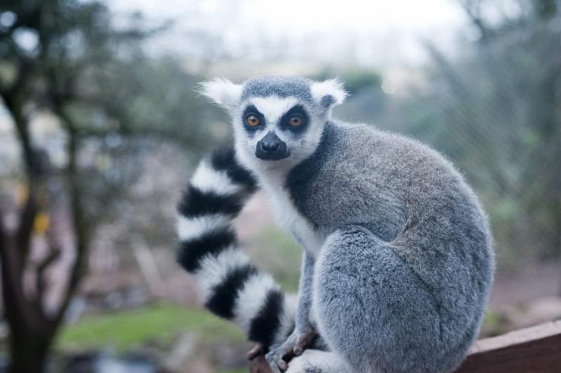 Free image of Ringtailed lemur