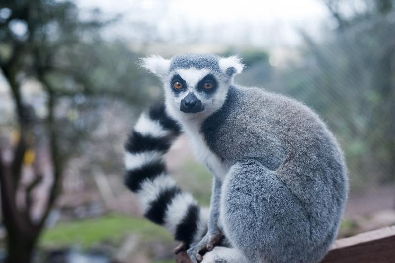 Free Stock Photo: Ring-tailed lemur, lemur catta, with its distinctive barred or striped tail sitting on a bar in captivity