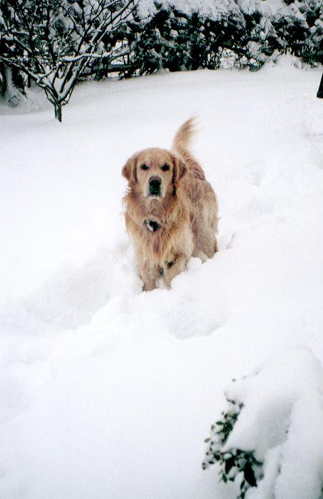 Free Stock Photo: a golden retriever dog in deep snow