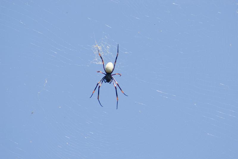 Free Stock Photo: Spider suspended on the silken threads of its web waiting for prey against a clear blue sky