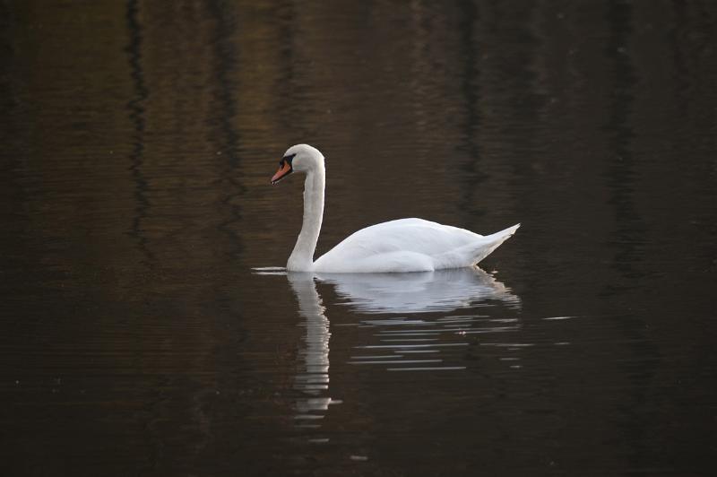 Free Stock Photo: Beautiful white swan swimming on the dark waters of a lake with a reflection