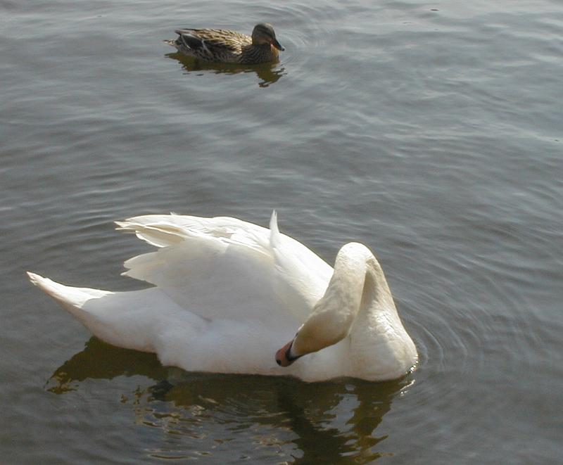 Free Stock Photo: a swan floating on a lake preening itself