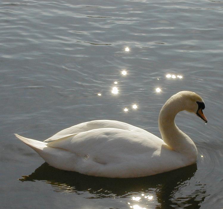 Free Stock Photo: a swan floating on water with sparkling reflections