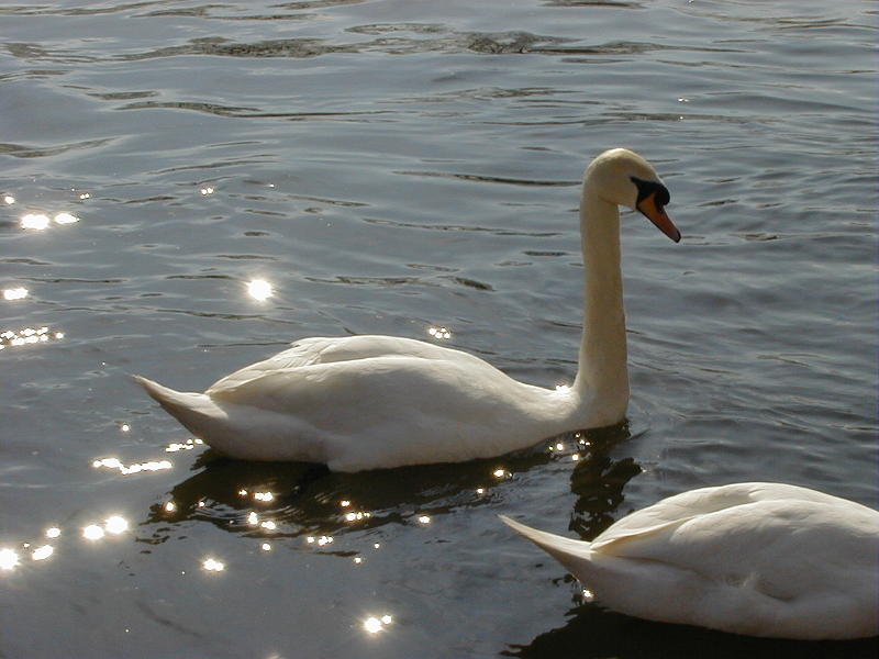 Free Stock Photo: two swans floating on a lake with sparkling reflections