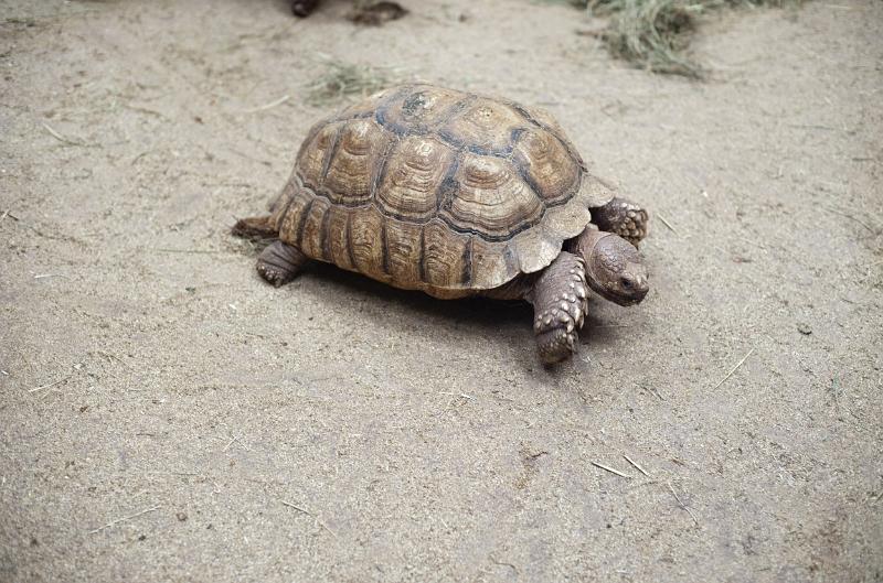 Free Stock Photo: Single adult tortoise walking across dry ground with copyspace