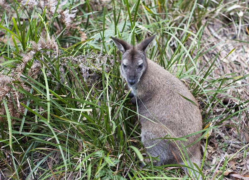 Free Stock Photo: An adult wallaby, a marsupial originating in Australia, standing in grass