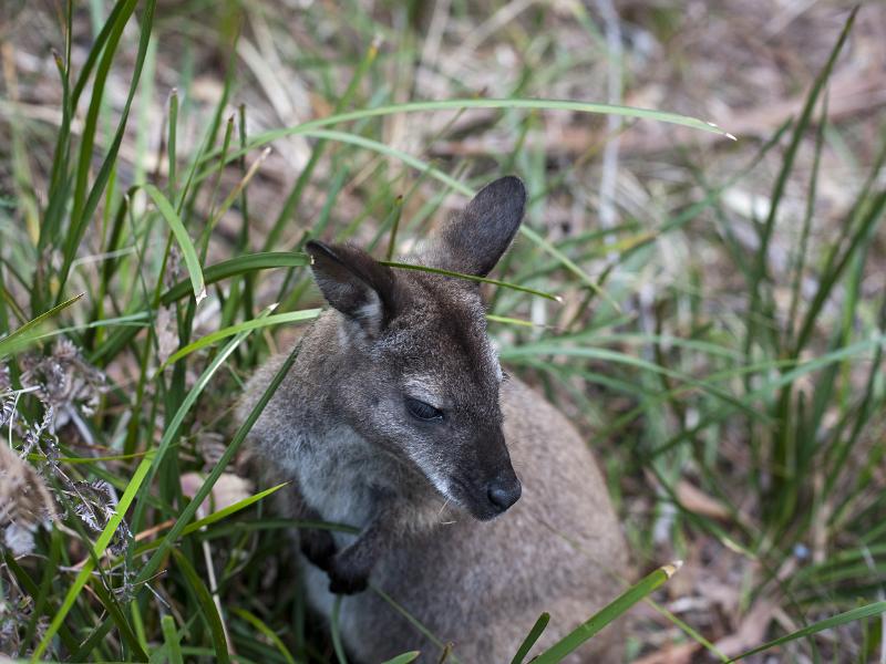 Free Stock Photo: Closeup of a wallaby feeding in grassland standing listening with its ears pricked