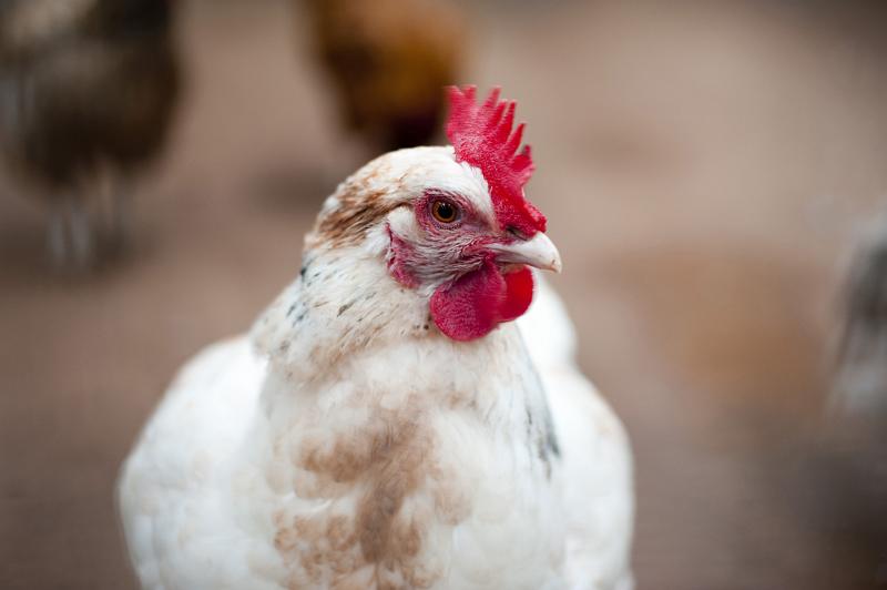 Free Stock Photo: Closeup of a white hen with red comb in a farmyard with shallow dof