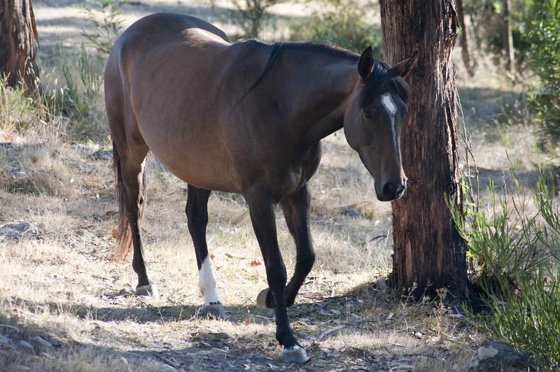 Free Stock Photo: Lone brown horse walking through dry woodland on a ranch or farm