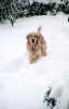 snowdog.jpg (547110 bytes)