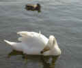 swan04090043.jpg (458905 bytes)