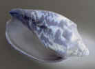 natureshell0490.jpg (411597 bytes)