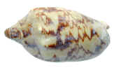 natureshell0493.jpg (246832 bytes)