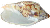 natureshell0496.jpg (197153 bytes)