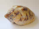 natureshell0498.jpg (386494 bytes)