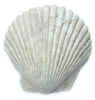natureshell0591.jpg (300155 bytes)