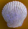 natureshell0592.jpg (483992 bytes)