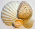 natureshell0599.jpg (458981 bytes)